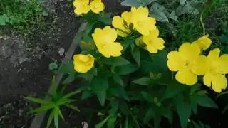 🌱Энотера. Ночная свеча. Выращивание и уход 🌱