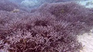 Tracey's Bommie, Flynn Reef