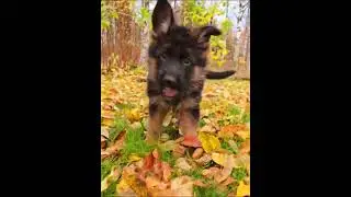 #pentu #German shepherd #saksanpaimenkoira