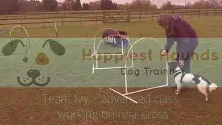 Hoopers Agility! Dog agility fun!
