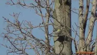In the Land of Plenty with Warblers, Doves, Red-tailed Hawk and Woodpeckers in HD Part 2
