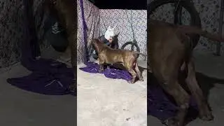 Питбуль лучший XL #lekthebestkennel