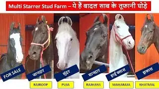 Muktsar Mela Indian Marwari Horse Market - Beautiful Horses Horse Video घोड़ा विडियो