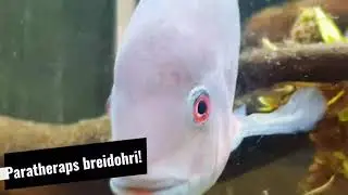 Paratheraps breidohri