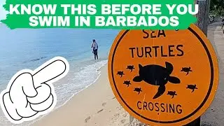 What You MUST KNOW Before You Swim In Barbados 🌊⛱️ | ' Beach TIPS