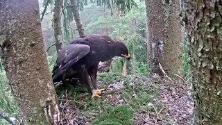 gets a frog for breakfast by mom~8:12 AM 2019/08/25