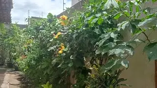 MOSTRANDO AS MINHAS PLANTINHAS ( CANAL EU E MINHAS PLANTAS )