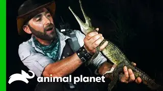 Coyote Is Bitten By An Australian Freshwater Crocodile | Coyote Peterson: Brave The Wild