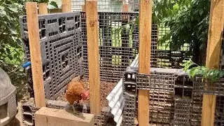 Composting with Chickens and Black Soldier Flies on Forever Foods Farm