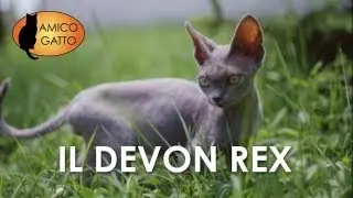DEVON REX trailer documentario (razza felina)