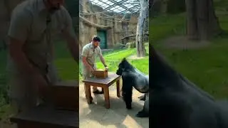 He Opened the Box&hellip; A COBRA Appeared Gorilla RUNS  😱🐍🦍 #funny #gorilla