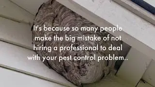 Affordable Pasadena pest control