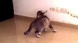 CHATS QUI SE BATTENT POUR SAVOIR QUI SERA LE PLUS FORT