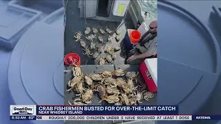Crab fishermen near Whidbey Island busted for catching more than the legal limit | FOX 13 Seattle