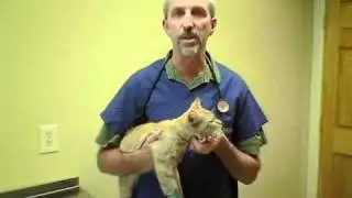 Cat caught in hunting trap faces amputation