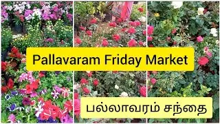 பல்லாவரம் சந்தை பூச்செடிகள் | Pallavaram Friday Market plant shop visit vlog | @saras-world23