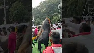 Bull lifting in sadar festival of hyderabad #sadar #sadarfestival #yadav #yadavsadar