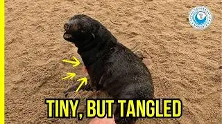 Entangled Baby Seal Caught in Traffic