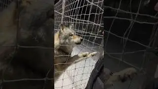 ПОТУШИЛ СВЕТ ВОЛКУ‼️ Волк БРАТИШ не успокоится 😱 #wolf #arcticwolf #greywolf