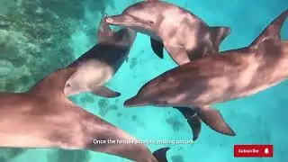 Dolphin Mating Explained &ndash; Amazing Facts About Dolphins!