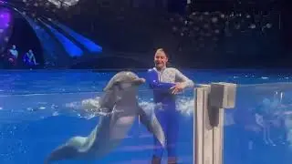🐬Dolphin Tricks at Georgia Aquarium Marine Show 🌊