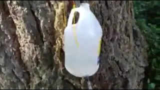 Using a water level for a treehouse between two trees