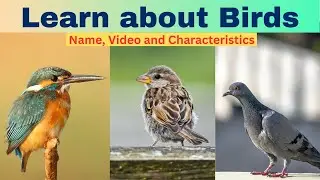 Learn all about Indian Birds | Characteristics of Sparrow, Pigeon and Kingfisher | Kids Video