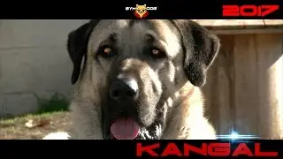 KANGAL