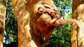 Dax still Newborn worry It'll fall down | Daisy takes it climbing tree without Hold