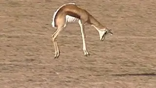 Springboks pronking in Kgalagadi Transfrontier Park