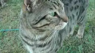 Lynx Hybrid - BIG CATS - Puma & Fox with Goliath in the Yard playing