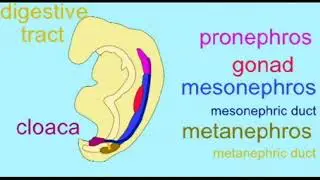 the metanephros