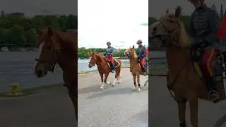 Finnish Horse 1