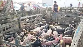 FEIRA DE SUÍNOS EM CACHOEIRINHA-PE  22 01 2026 #nordeste
