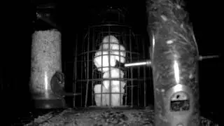 Pennine Pete Live Stream