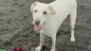 Sniff Spot - Kimberly's Fully Fenced Yard For Dogs To Rent In Jefferson