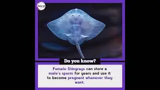 Top 5 most interesting facts #factsoff #shorts #edufacts #exofacts #education #bts #hindisong #200