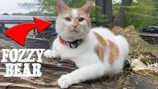 Fozzy Bear Barn Cat Explores the Farm