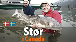 Stør i Canada