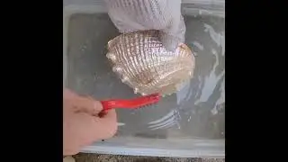 Korea SHELL 2.