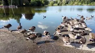 A flock of canada geese resting, preening & wading by the side of the lake at Mote Park, Maidstone.