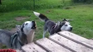 Antwortvideo Snowdogfriends