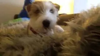 S&uuml;&szlig;er. Jack russel parson terrier