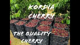 KORDIA CHERRY VARIETY. GISELA 6 ROOTSTOCK.HARVEST TIME