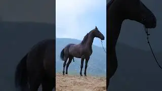 Horse na video | angat | #horse #horsetrack #horseriding #shortsfeed #shorts #short