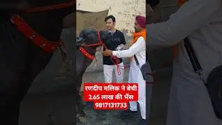 Randeep मलिक ने बेची सबसे महंगी भैंस || with Female Calf at Randeep Malik Murrah Farm (9817131733)