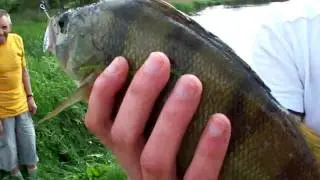 Okoń 33 cm Zalew Mitręga w Łazach HD 720p