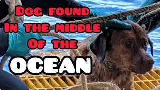 Poor Dog Survives the Open Ocean All Alone. Boonrod | Animal Rescue