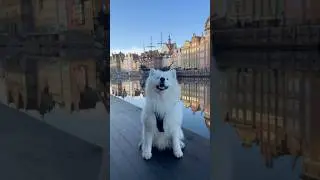 Ear Dance in Gdansk 😍 #dog #samoyed #eardance #earwiggle #gdansk