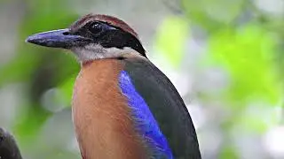 20 Colourful Birds of Singapore
